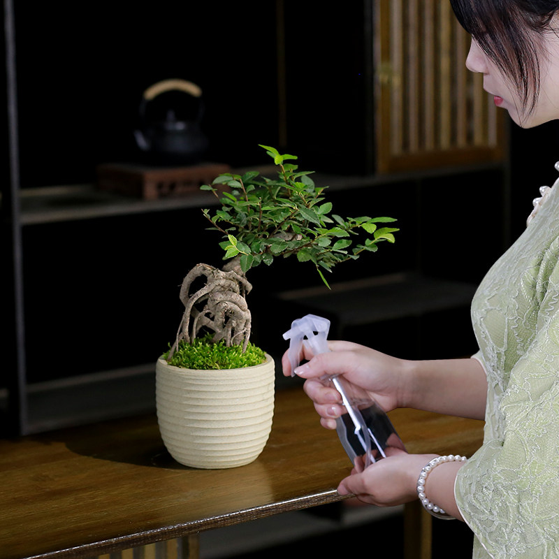榆树小盆栽造型提根盆景植物室内客厅办公室茶几桌面绿植榔榆树苗,鲜花速递/花卉仿真/绿植园艺,绿植,淘宝优惠券,粉丝福利购,淘宝优惠卷