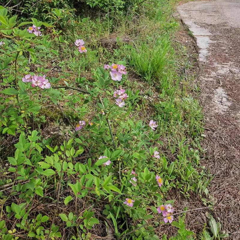 农村野蔷薇花苗木单瓣野生爬藤有刺好种粉色包活盆栽粉红庭院绿植