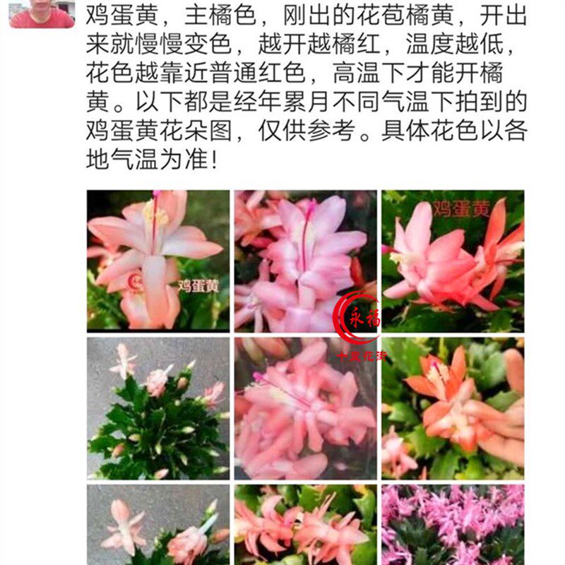 永福十里花街橙色橘色系蟹爪兰花卉绿植盆栽