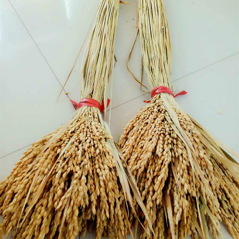 天然麦穗稻穗干花水稻丰收稻谷稻子装饰会展布置拍摄道具田园植物