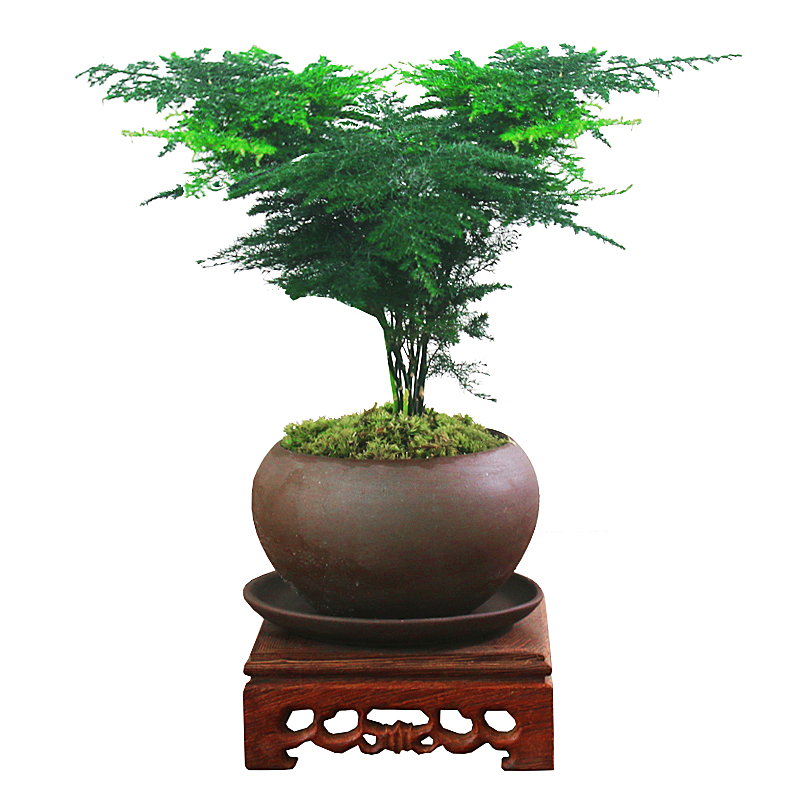 文竹迷你盆景四季常青禅意绿植摆件室内外好养盆栽客厅桌面花卉