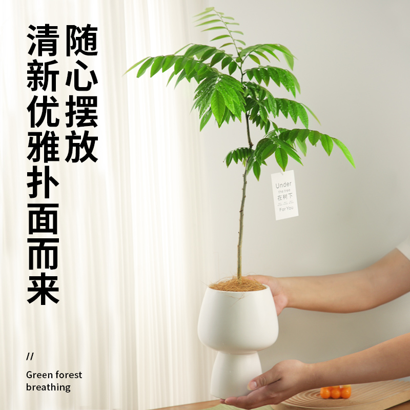 黄花梨盆栽阳台办公室绿植好养活植物四季原生苗庭院名贵树苗盆景