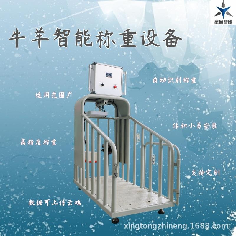 牛羊智能称重设备圈舍内设备自动称重记录保存生长过程可视化
