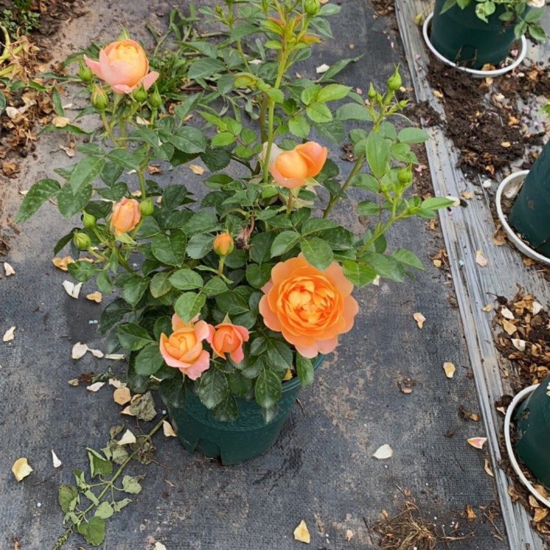 一加仑扦插果汁阳台中苗,鲜花速递/花卉仿真/绿植园艺,月季/蔷薇/玫瑰,淘宝优惠券,粉丝福利购,淘宝优惠卷