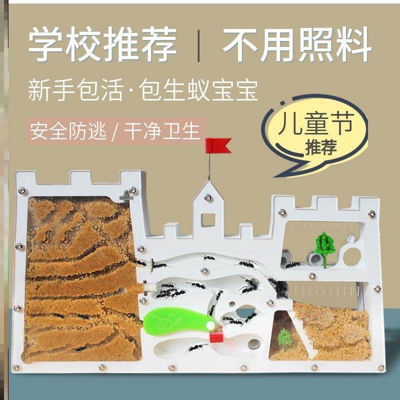 大生态蚁蚁窝免装版蚂蚁城堡蚂蚁送蚁后卵学生观察巢箱室屋家园巢