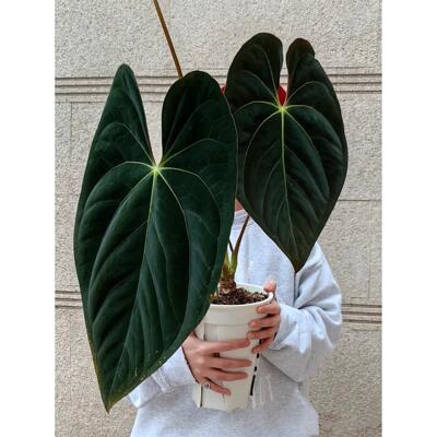 黑桃杂papi花烛盆栽热带植物室内盆栽 四季暗黑观叶丝绒感