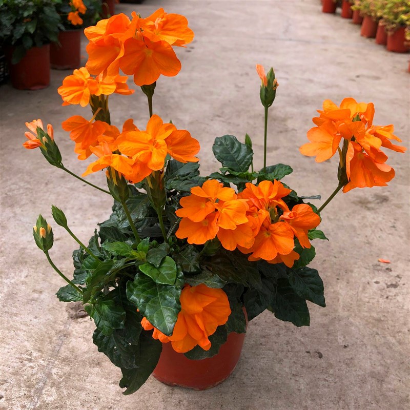 阳台庭院宿根多年生开花木本植物鸟尾花盆栽花期好养耐热原土发货