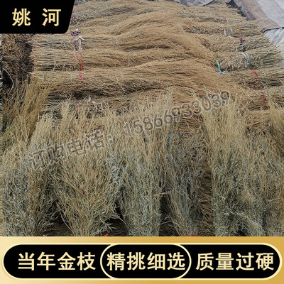 姚河竹枝金枝竹苗竹条扫帚条竹扫把原材料植物竹子毛竹落叶老枝户