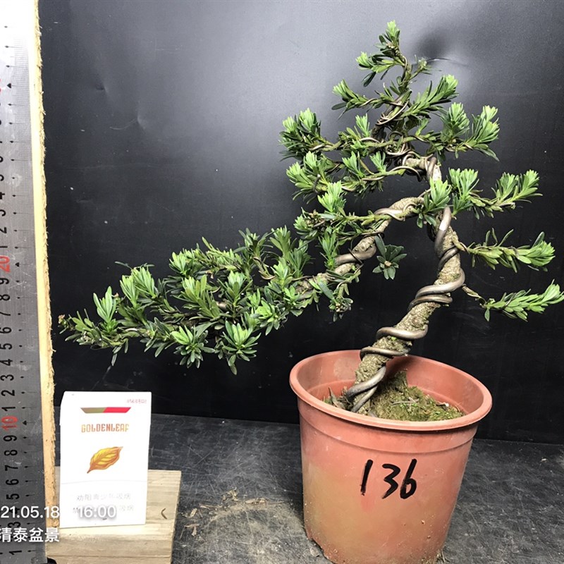 一图一拍老盆造型米叶罗汉松实生阳台庭院客厅老桩迎客松常青绿植