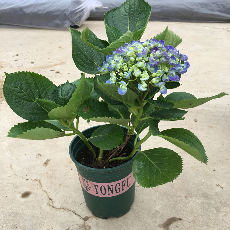 爆米花大花绣球花苗盆栽特大花花卉好养易活室内外阳台庭院绿植物