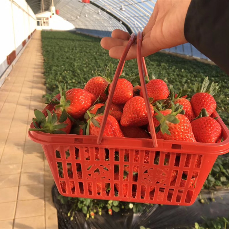 斤装草莓篮子塑料采摘篮长方形红篮杨梅篮一次性塑料水果篮
