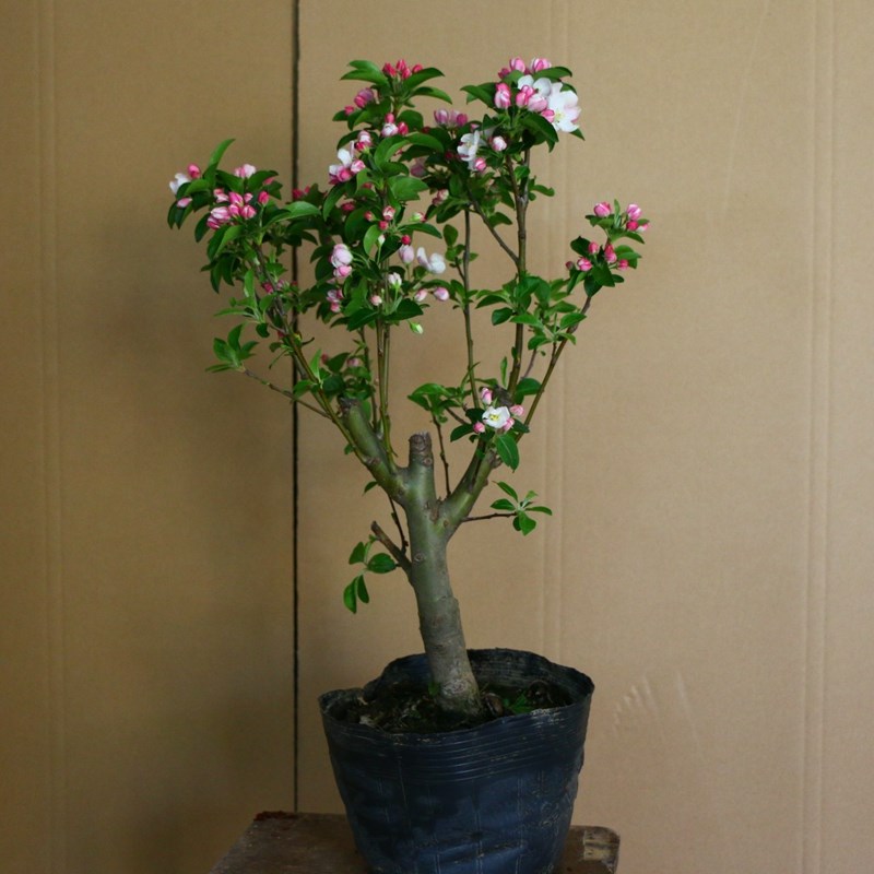 西府海棠盆栽树苗盆景重瓣老桩庭院绿植物室内花卉四季花养