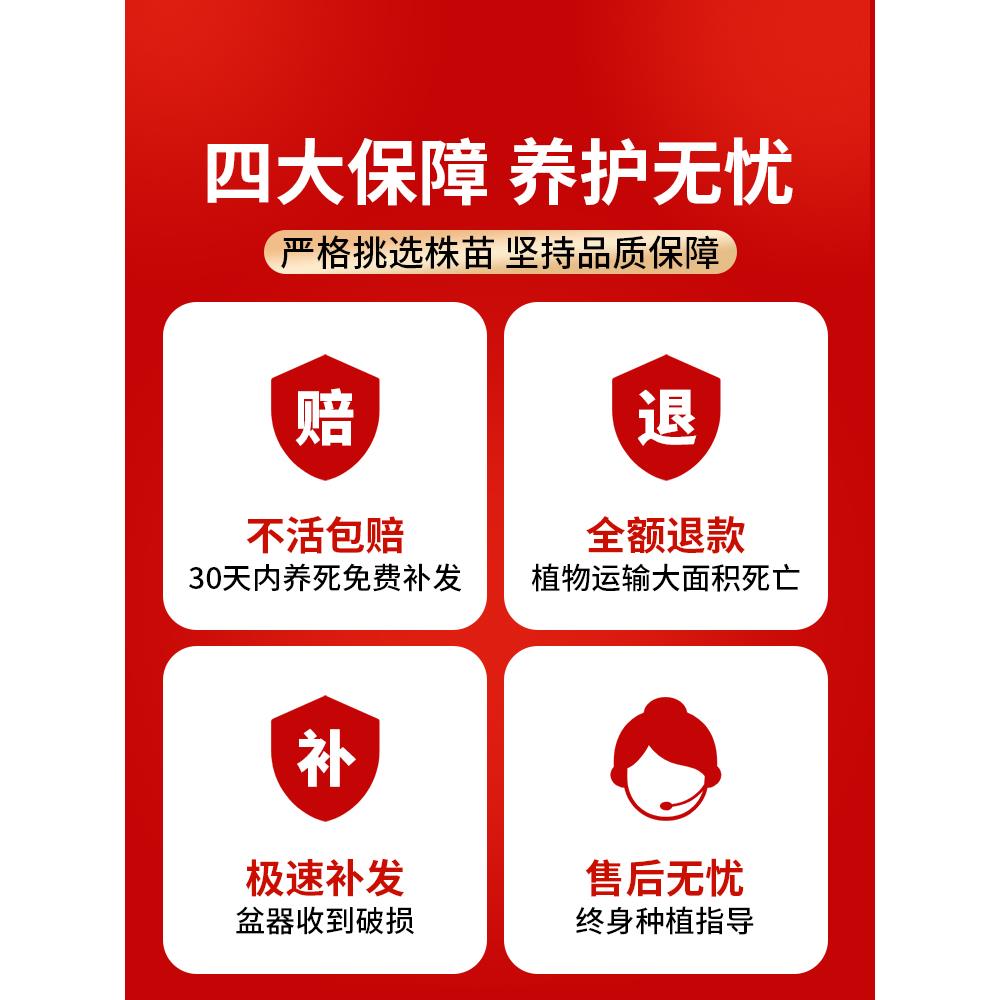 金桔树盆栽可食用带果脆皮四季橘子树苗客厅室内外驱蚊花卉绿植物