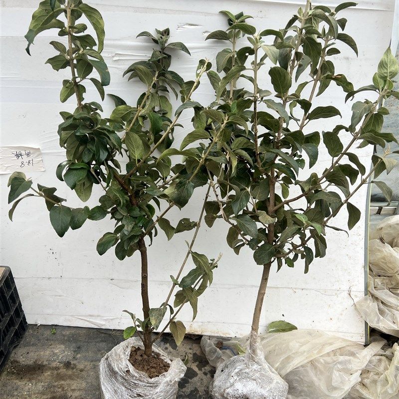 别墅庭院木本绣球花苗中华斗绣球树苗盆栽地栽植物楼顶阳台好养活,鲜花速递/花卉仿真/绿植园艺,绣球/木绣球/木本植物,淘宝优惠券,粉丝福利购,淘宝优惠卷