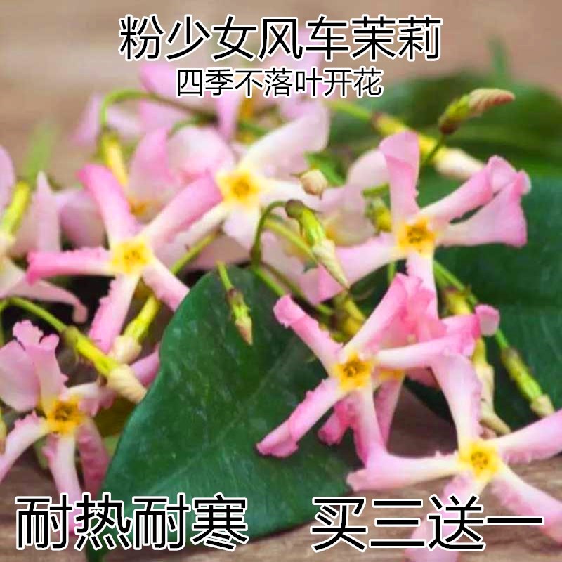 庭院盆栽紫风车茉莉爬藤花卉植物络石藤苗四季常青藤蔓耐寒绿植