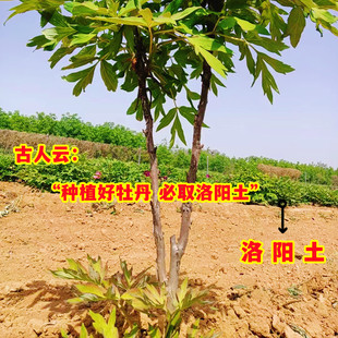 牡丹专用土1疏松透气 2富含丰富营养3PH值适合牡丹盆栽地栽营养土