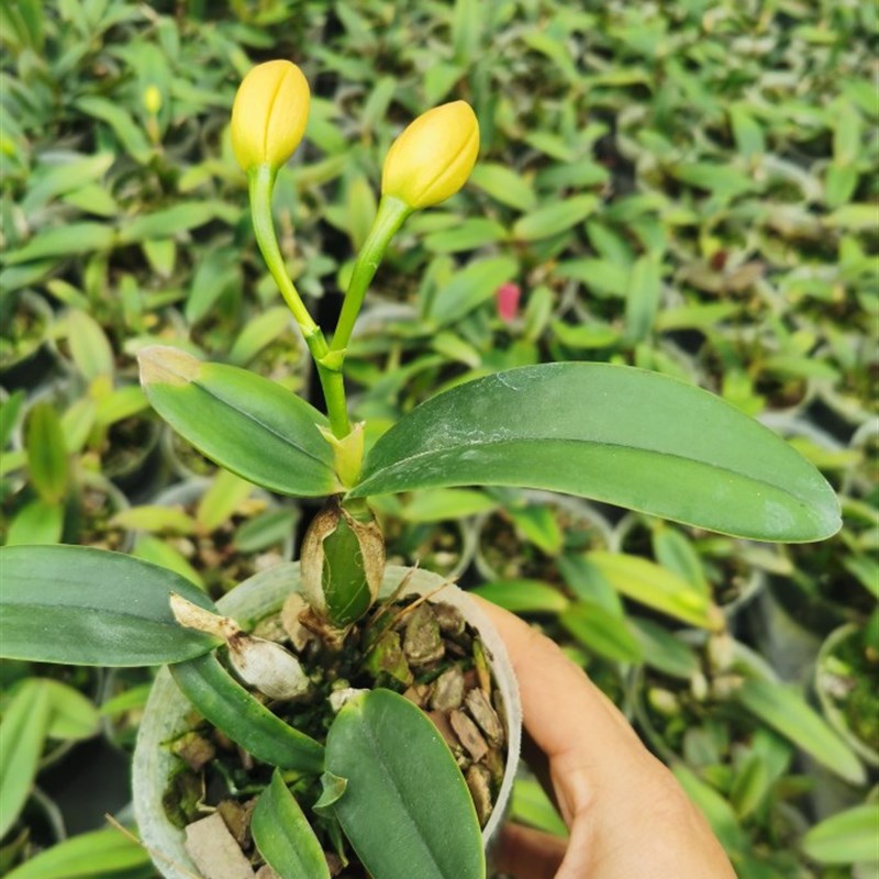 绿缘兰花 迷你卡特兰蕙雅  矮种卡特兰洋兰桌面小盆栽