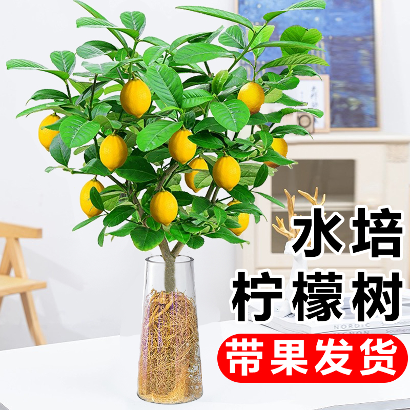 香水柠檬树苗盆栽水培植物带果可食用客厅办公室桌面水果树苗绿植