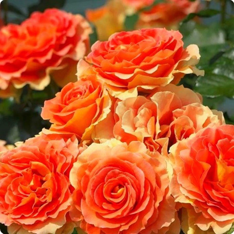 铜管乐队月季花苗大花多季玫瑰香盆栽阳台玫瑰花庭院勤花灌木杏色