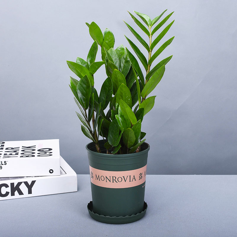 金钱树摇钱树盆栽室内植物净化空气室内客厅办公室绿植四季常青