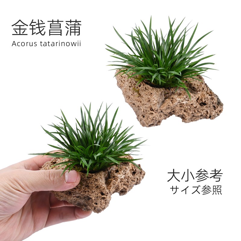 乌龟生态绿植水生石菖蒲水草黄缘龟半水龟饲养缸浅水造景植物材料