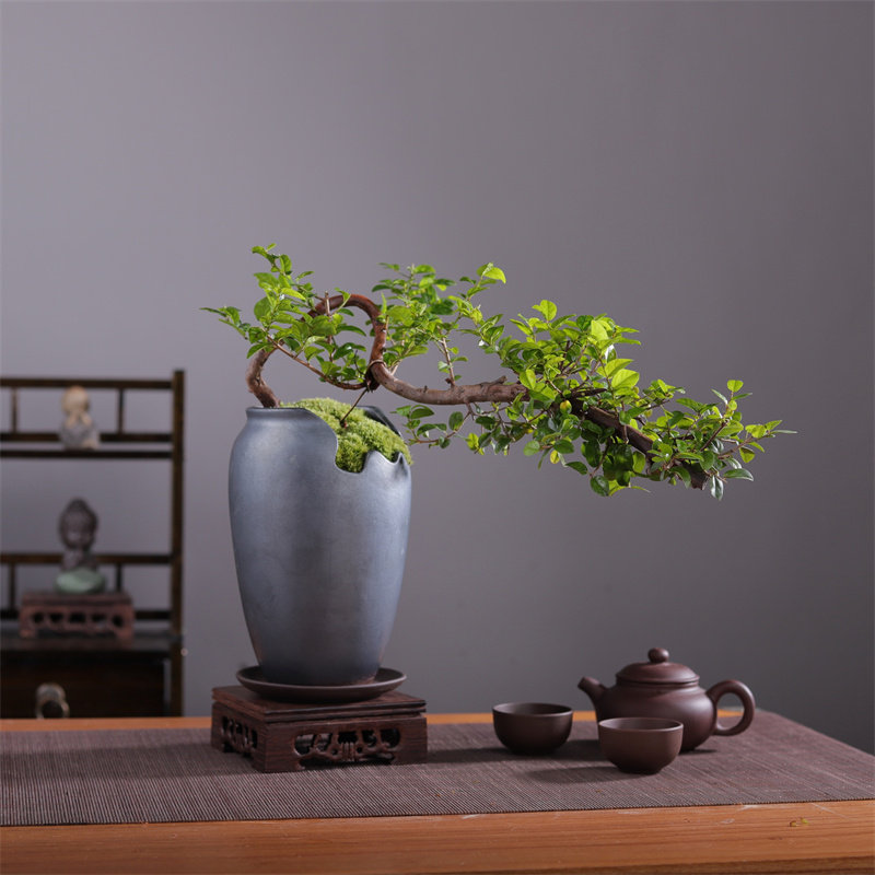 悬崖式雀梅盆景老桩植物客厅书房茶几窗台阳台办公室绿植室内盆栽