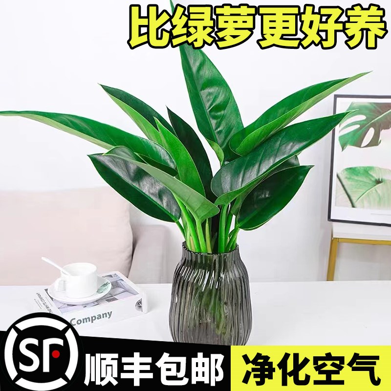 大金钻盆栽水培植物花室内桌面大叶绿公主净化空气吸谋醛水养绿植
