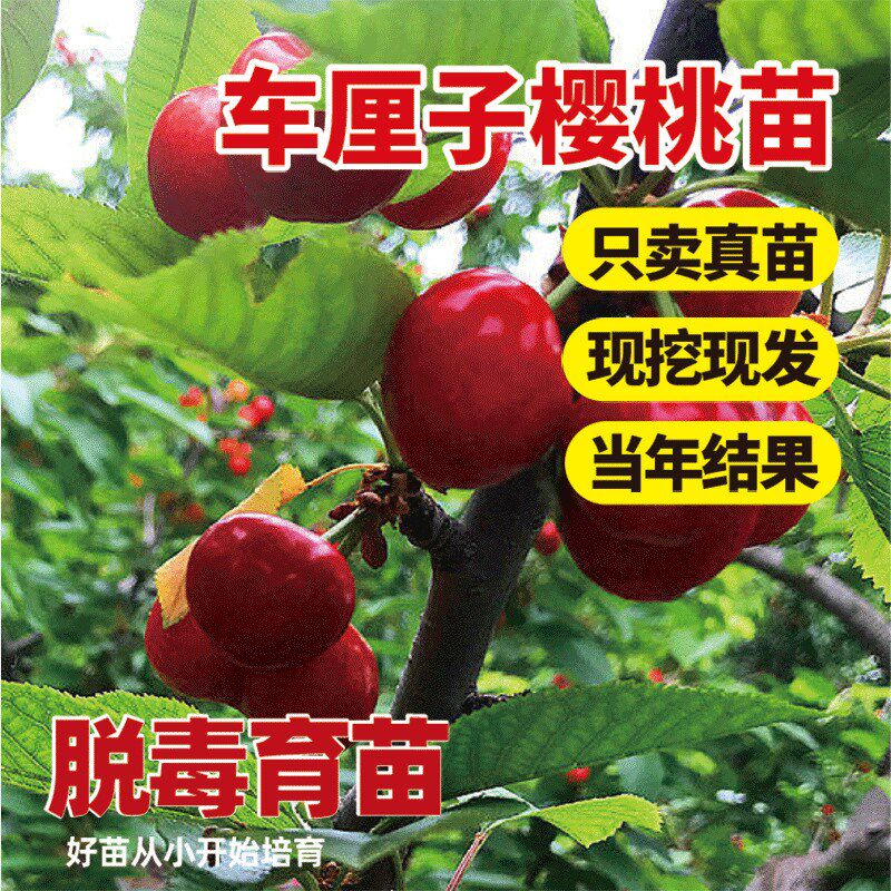 特大车厘子樱桃苖南北方樱桃嫁接苗地栽庭院果树矮化种植