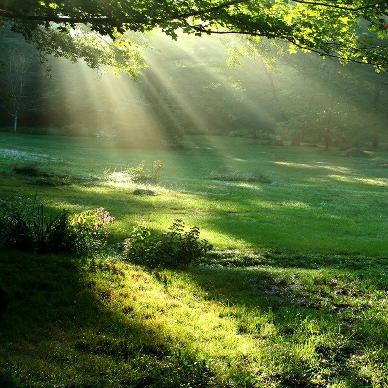新款风景室内摄影背景布影楼儿童梦幻森系拍照小新写真布