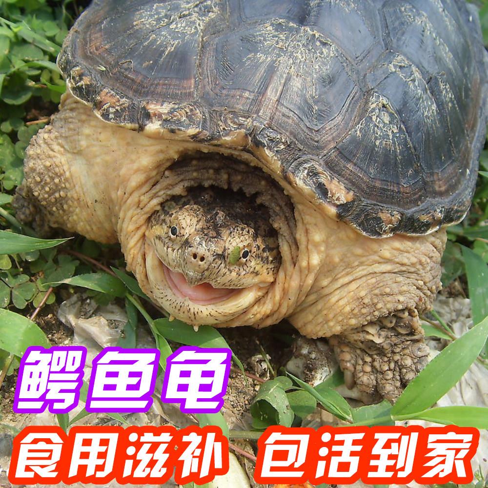 可食用活物大鳄龟人工养殖大型北美杂佛大鳄鱼肉活体水龟活体发货