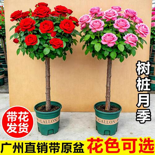棒棒糖月季老桩特大花苗树桩月季花盆栽阳台庭院四季开玫瑰花树苗