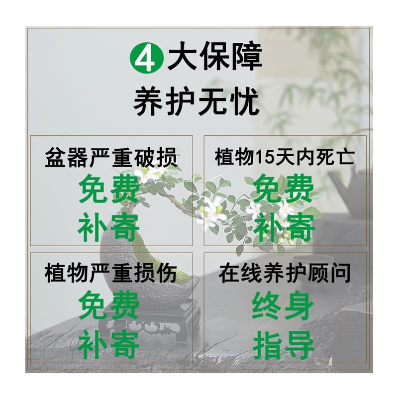 小叶九里香盆栽悬崖飘枝造型盆景室内茶几绿植花卉桌面养小植物