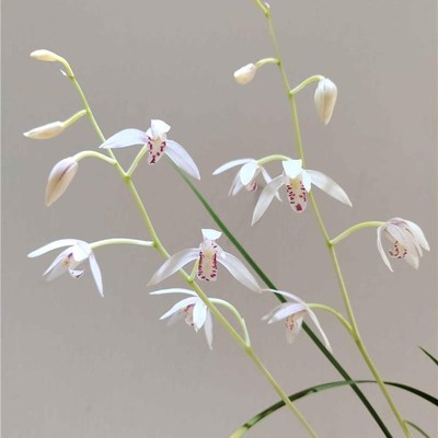 带花苞白如玉 建兰小草兰花苗夏秋带花苞浓香型室内花卉绿植盆栽