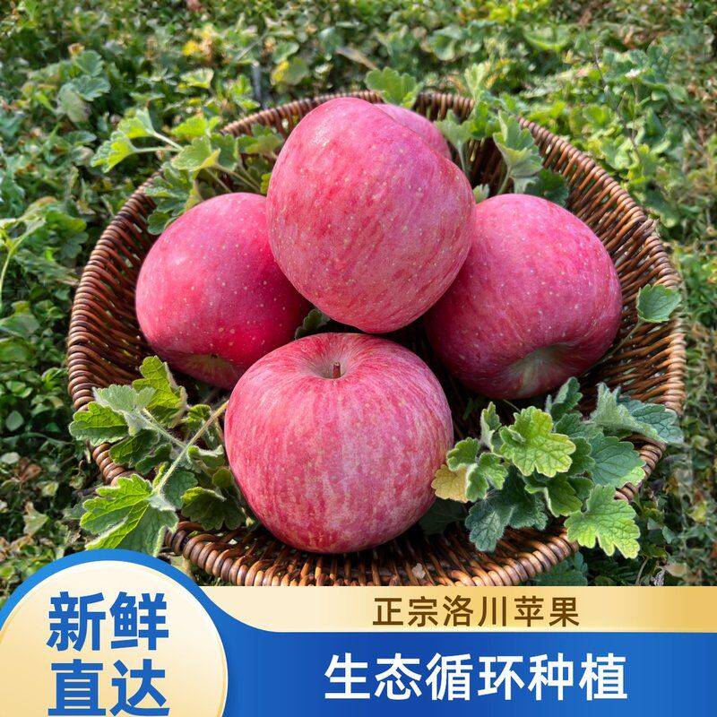 早熟红富士2026年陕西延安洛川红富士苹果脆甜多汁水果