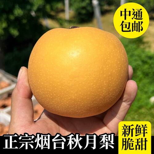 产地直发正宗莱阳秋月梨水果脆甜多汁细腻化渣孕妈可食中秋烟台