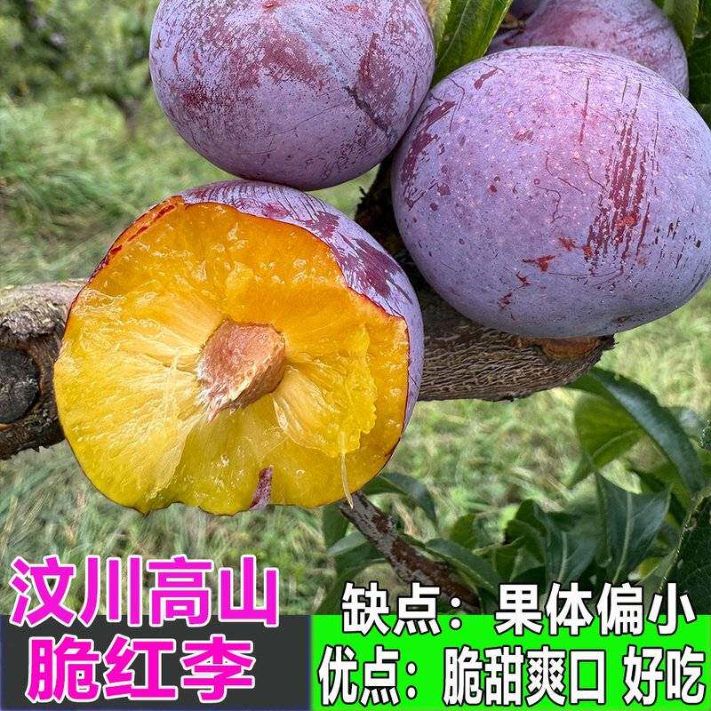 京东汶川脱骨脆红李子四川高山新鲜水果 个头偏小但真的好吃