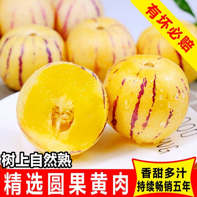 鼠贝贝专属正宗云南石林人参果圆果树上熟特大新鲜水果清甜产地直