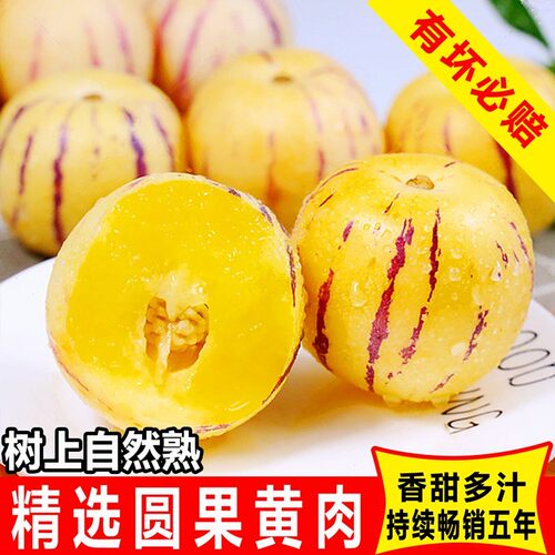 鼠贝贝专属正宗云南石林人参果圆果树上熟特大新鲜水果清甜产地直