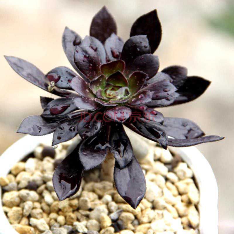 多肉植物 办公室室内绿植盆栽虹之玉 黑法师 黄丽玉龙小人祭