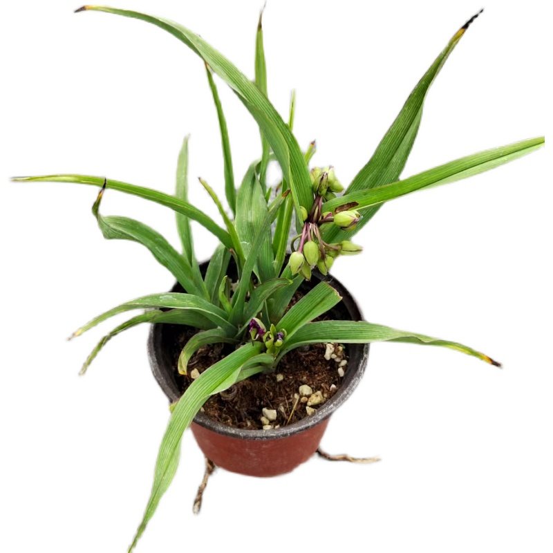 【鲁馨花卉】紫露草 蓝花 玫红花  白花鱼鹰 多年生耐寒品种 庭院