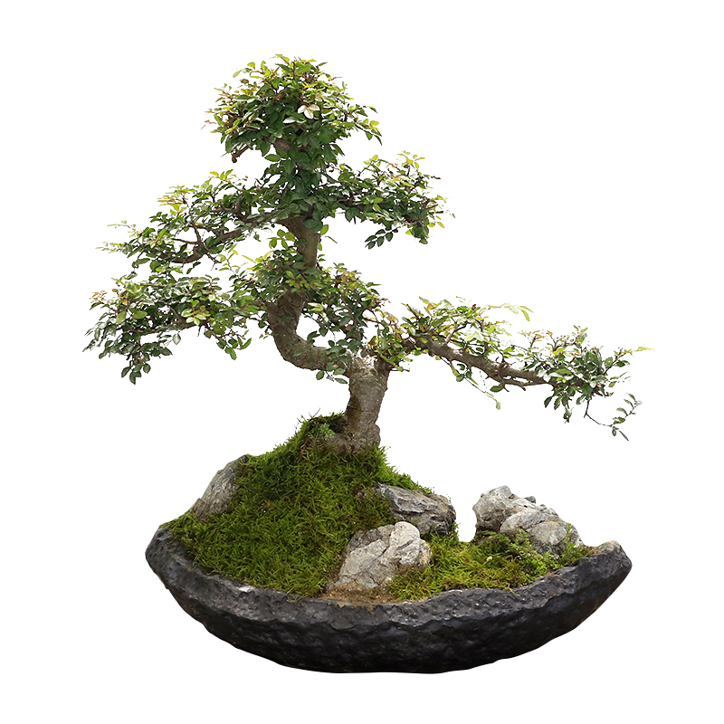 小叶榆树造型老桩盆景矮霸榔榆植物室内客厅办公室绿植阳台庭院