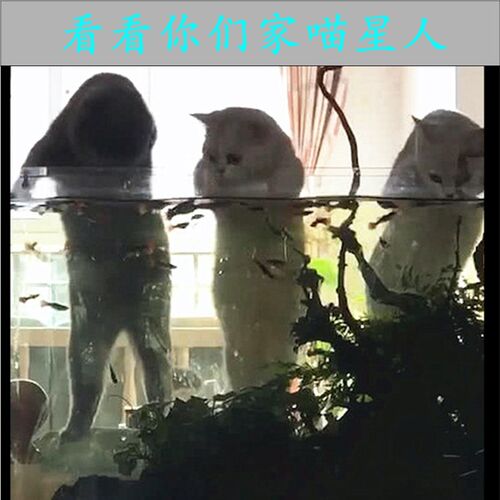 定制透明PC鱼缸盖板宠物水族箱防逃防猫盖乌龟缸盖高透明PC耐力板