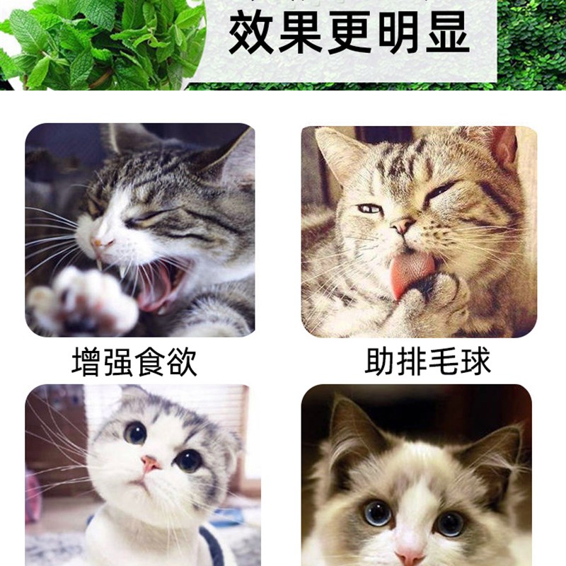 高纯度猫薄荷粉可食用天然猫薄荷干草罐装纯正猫咪爱吃喝水零食浓