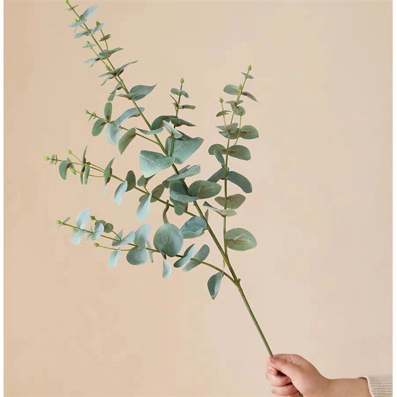 尤加利鲜花水培鲜切枝观叶植物家庭花艺室内桌面瓶插花满室清香