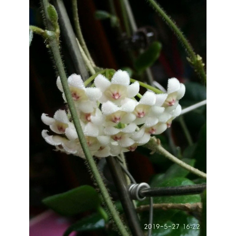 耐热花卉小方叶球兰香味好卧室阳台净化空气 垂吊观花观叶植物