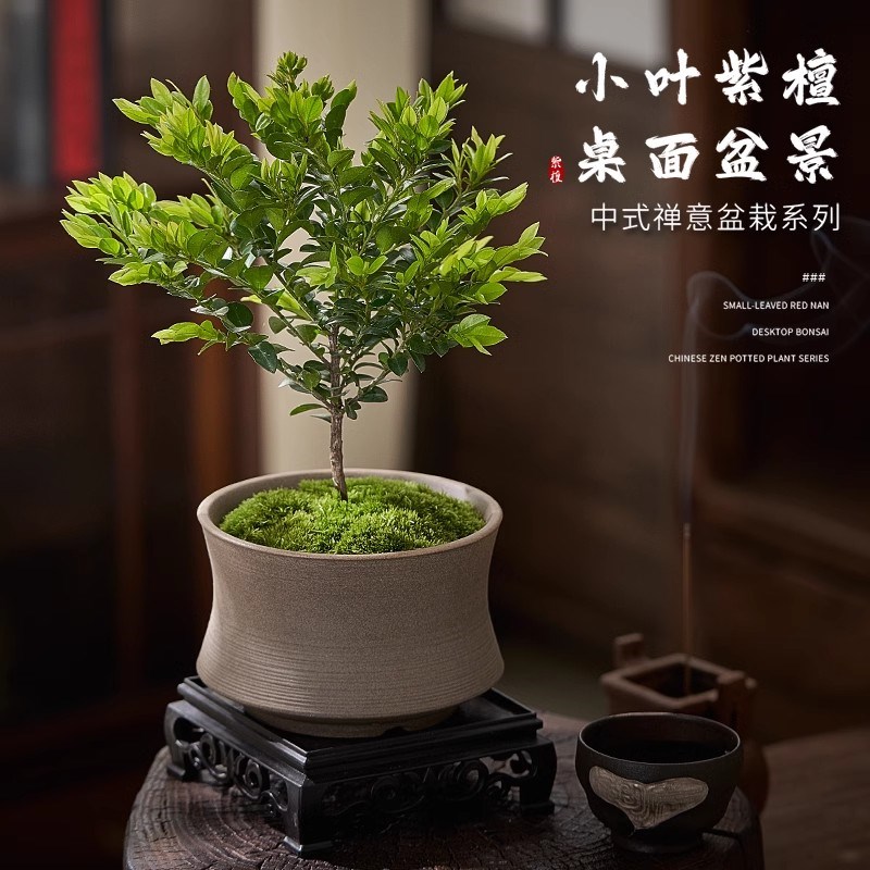 小叶紫檀盆栽中式禅意桌面绿植黑骨茶好养活办公室内植物盆景摆件