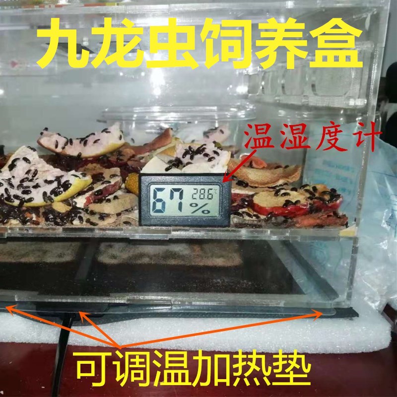 九龙虫饲养盒控温恒温箱养殖加热发热加温保温昆虫洋虫盒子喂养冬图片