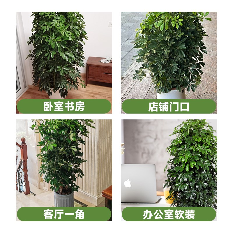 鸭脚木盆栽八方来财办公室内客厅落地式七叶莲真植物招财大型绿植