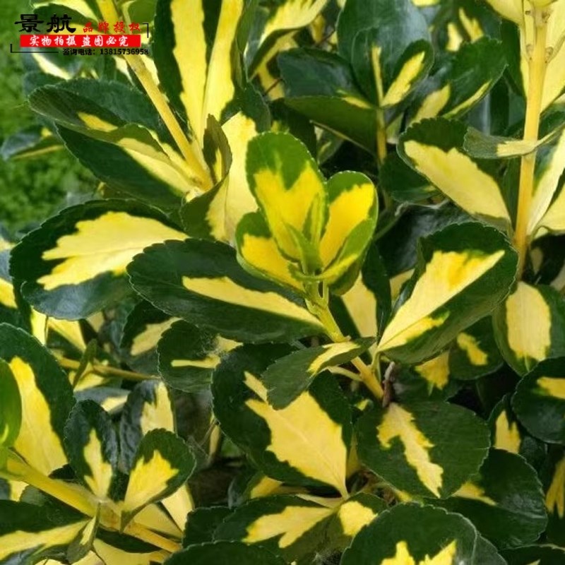金心黄杨小苗彩叶植物金心黄杨庭院花园花镜植物四季常青耐寒灌木