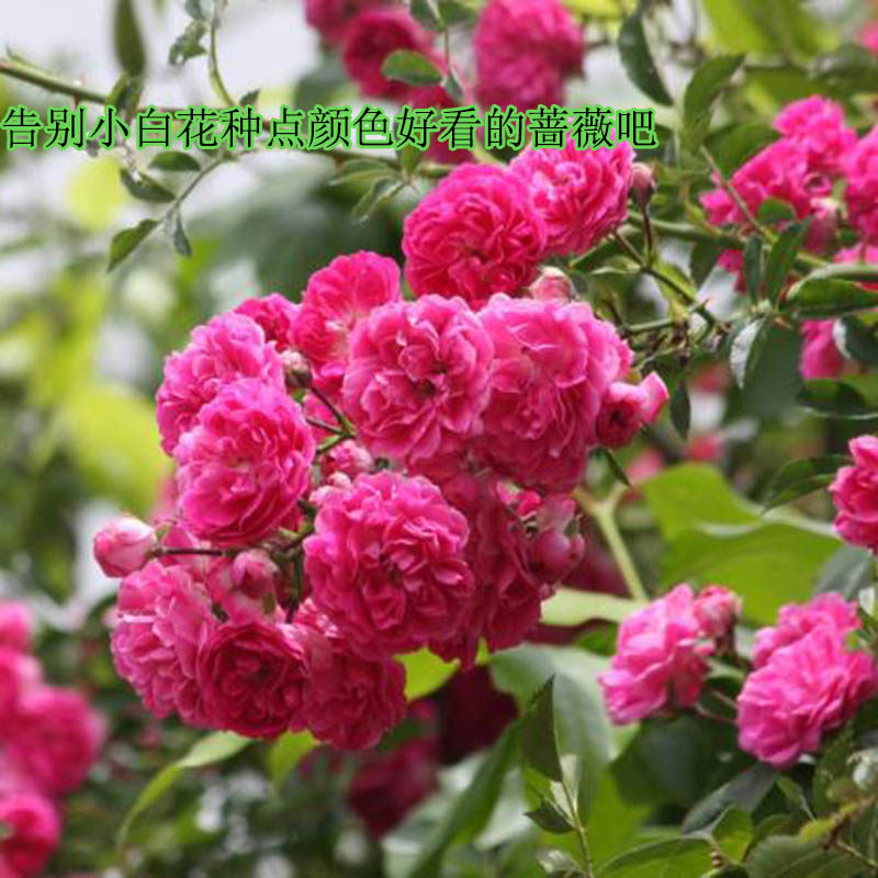 山东老王苗木 四季爬藤蔷薇花苗月季树苗庭院攀援室内开花卉盆栽